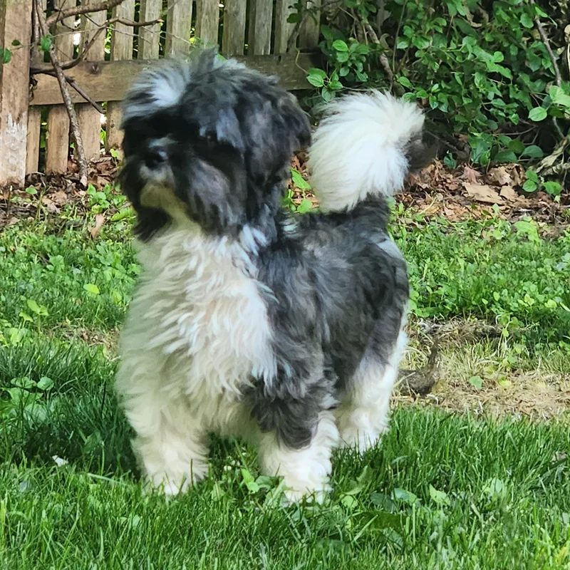Sophie