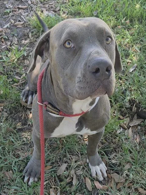 A young large-sized male American Staffordshire Terrier dog named Monkey for adoption in Fort Lauderdale, FL