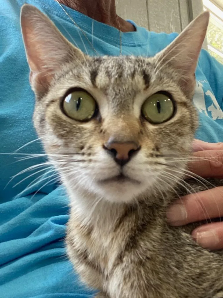 A young small-sized female Domestic Short Hair cat named Gracie for adoption in Murphysboro, IL