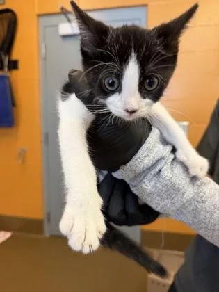 A baby medium-sized male Domestic Short Hair cat named Grug for adoption in Wichita, KS