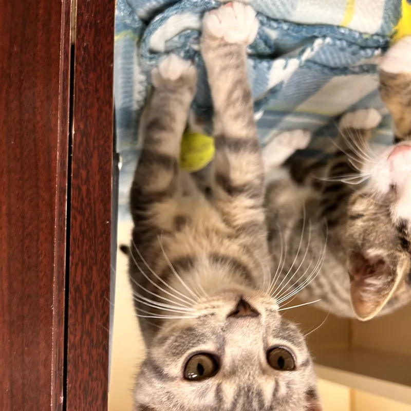 A baby small-sized male Gray & White Domestic Short Hair cat named Ruffles for adoption in Myerstown, PA