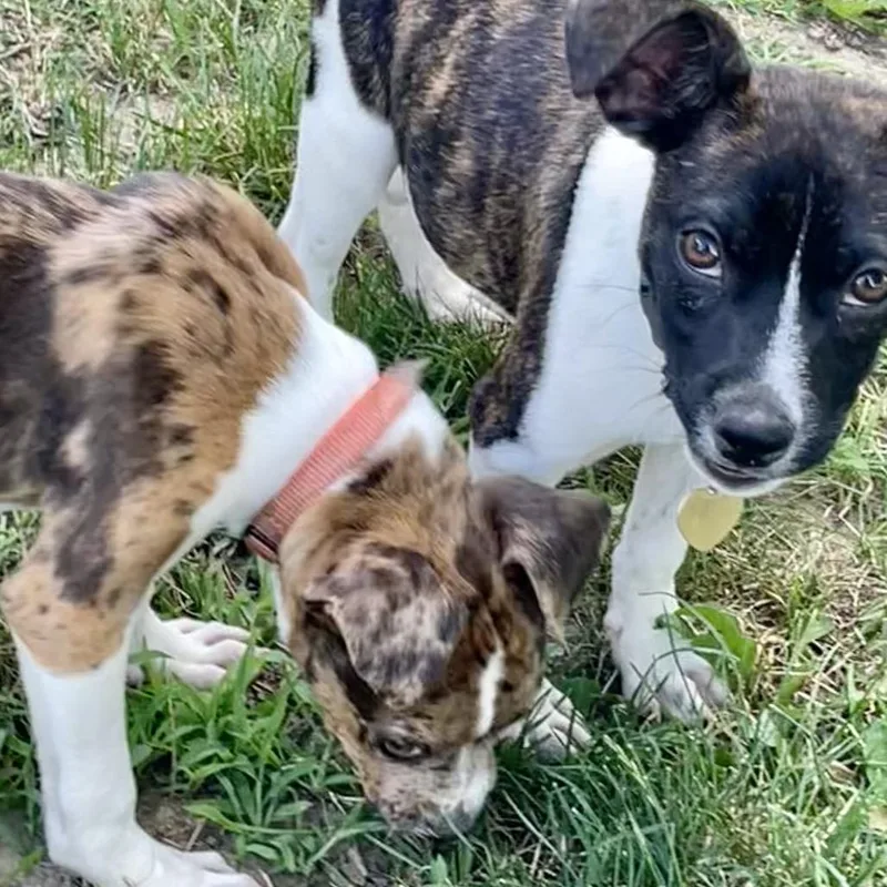 A baby small-sized male Brindle Rat Terrier dog named Caesar for adoption in Metamora, MI