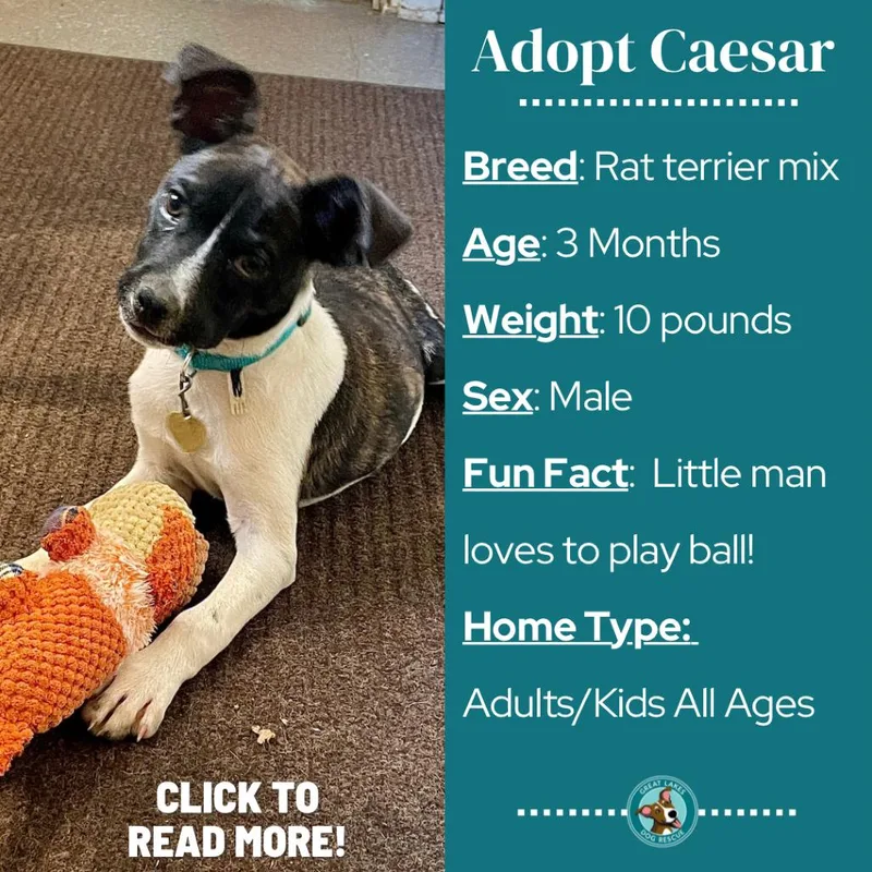 Caesar thumbnail 4