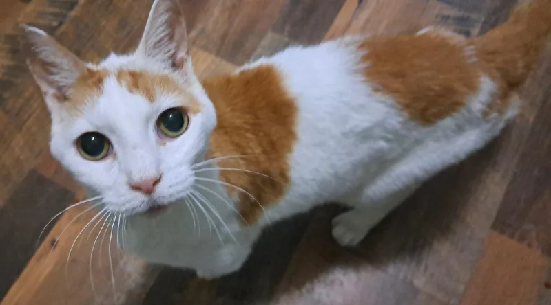 Oliver thumbnail 4