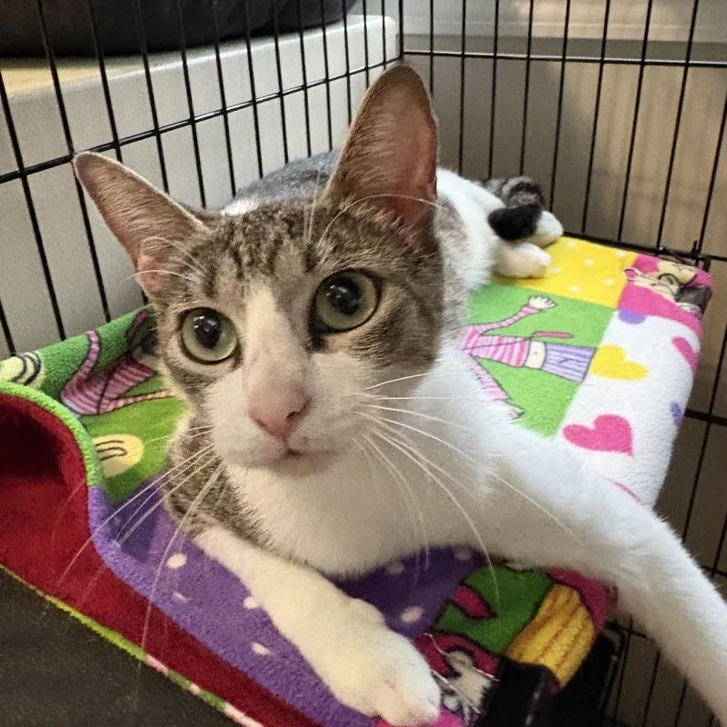 A young medium-sized female Tabby (Gray / Blue / Silver) Domestic Short Hair cat named Blossom for adoption in Hamilton, NJ