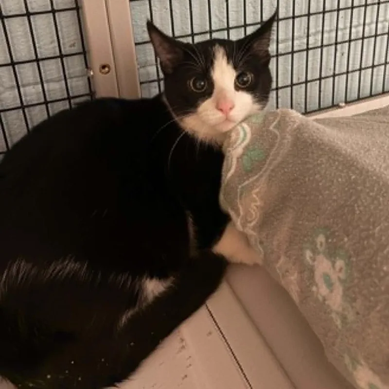 An adult small-sized male Black Domestic Short Hair cat named Orion for adoption in Gordonsville, TN