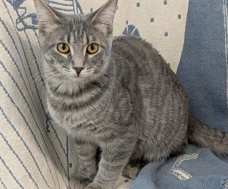 A young medium-sized female Tabby (Gray / Blue / Silver) Domestic Short Hair cat named Maye for adoption in Adrian, MI