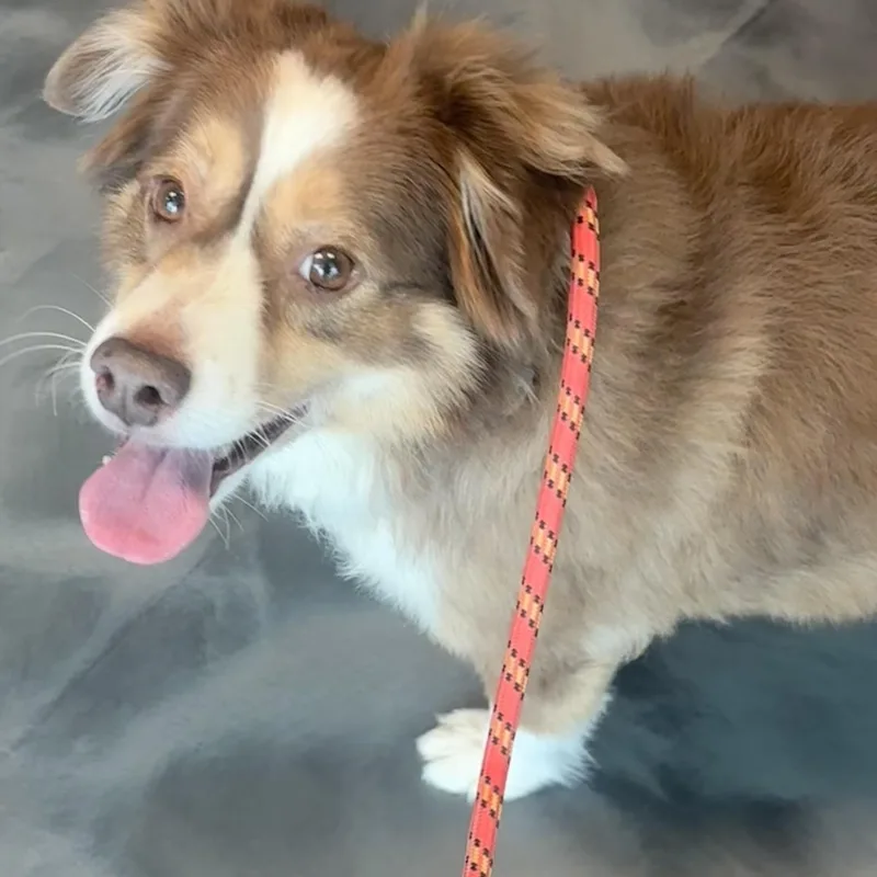 An adult medium-sized female Australian Shepherd dog named Tootsie for adoption in Louisburg, KS