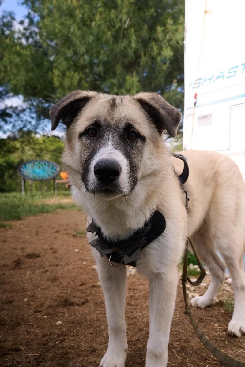 A young large-sized male Great Pyrenees dog named Hoss Community Post for adoption in Floyd, VA