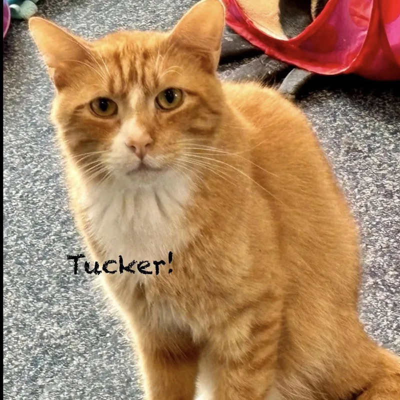 Tucker Ii
