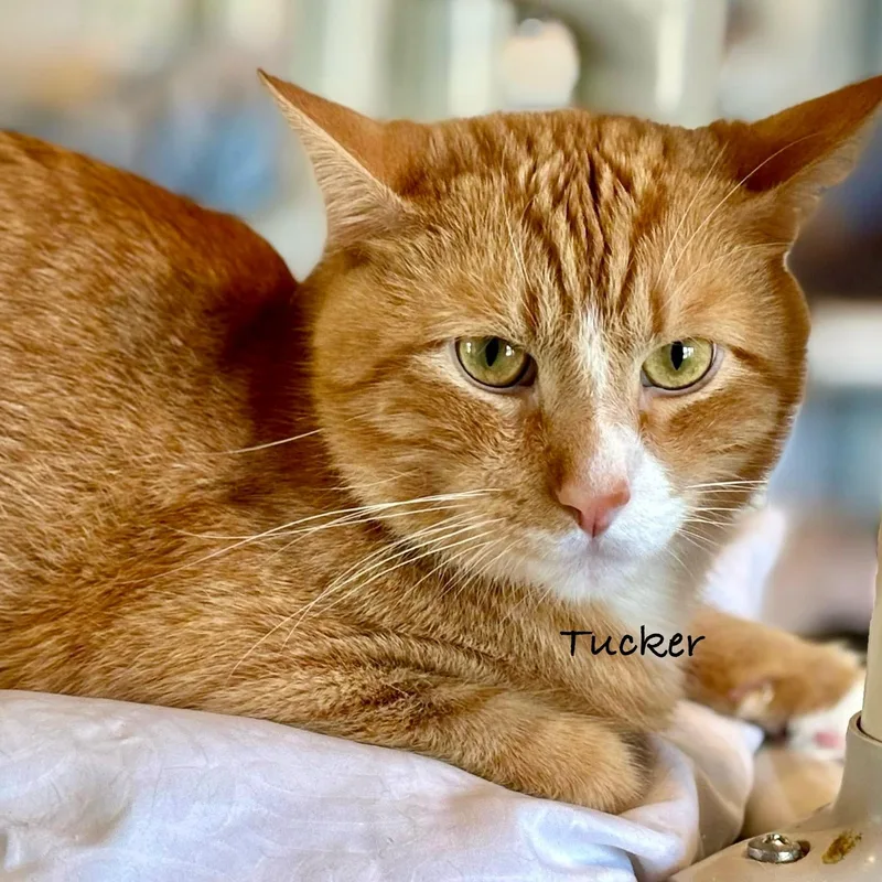 Tucker Ii thumbnail 2