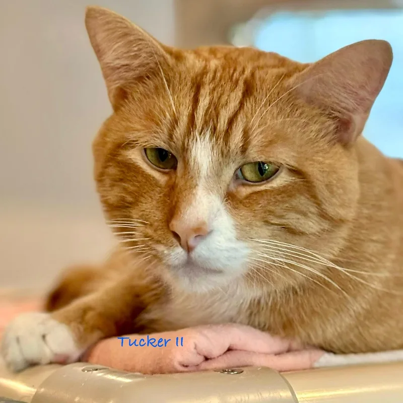 Tucker Ii thumbnail 4