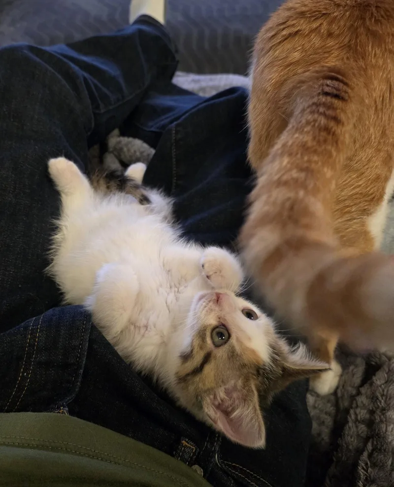A baby medium-sized female Calico cat named Ymir for adoption in Greenville, DE