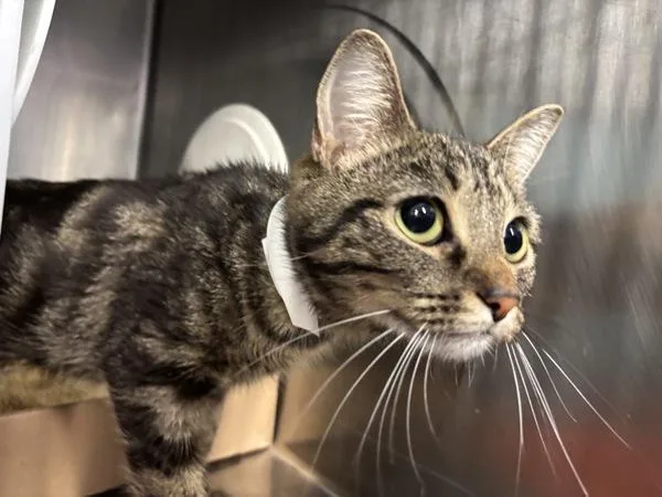 A young medium-sized female Domestic Short Hair cat named Panikkar for adoption in New York, NY