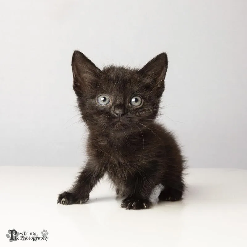 A young medium-sized female Black Domestic Short Hair cat named Ebony for adoption in Maryville, TN