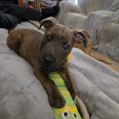 A baby small-sized male Mixed Breed dog named Ernie for adoption in Christiansburg, VA