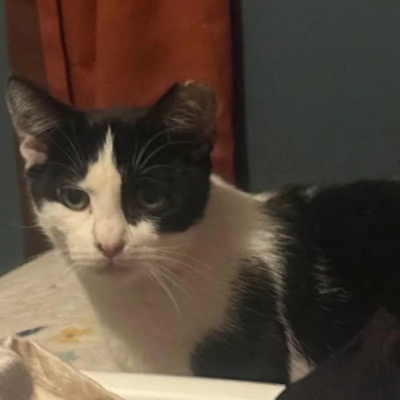 An adult large-sized male White Domestic Short Hair cat named Mr Oreo for adoption in Ringtown, PA