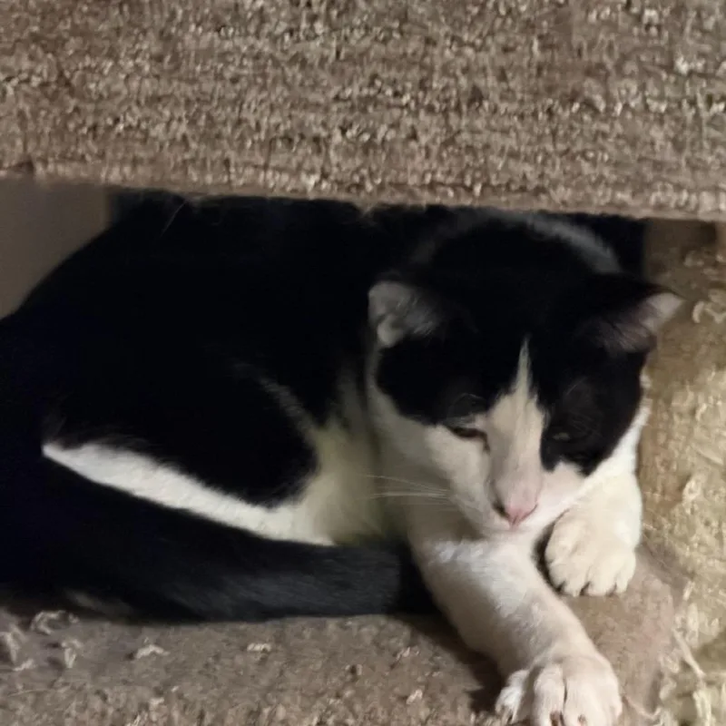 Mr Oreo thumbnail 2