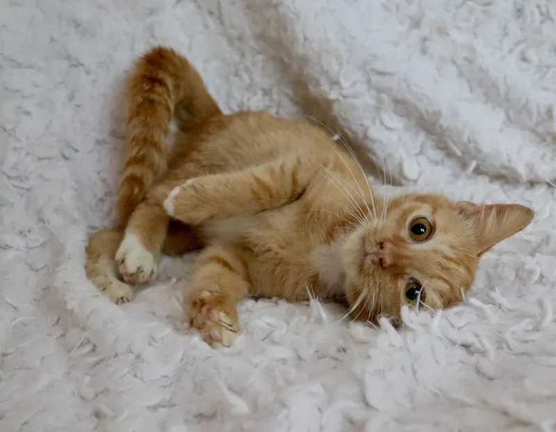 A baby medium-sized male Tabby (Orange / Red) Tabby cat named Roadrunner for adoption in Saint Augustine, FL
