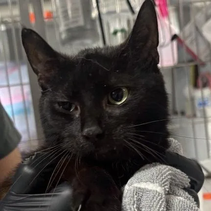 An adult medium-sized female Black Domestic Short Hair cat named Lola for adoption in New York, NY