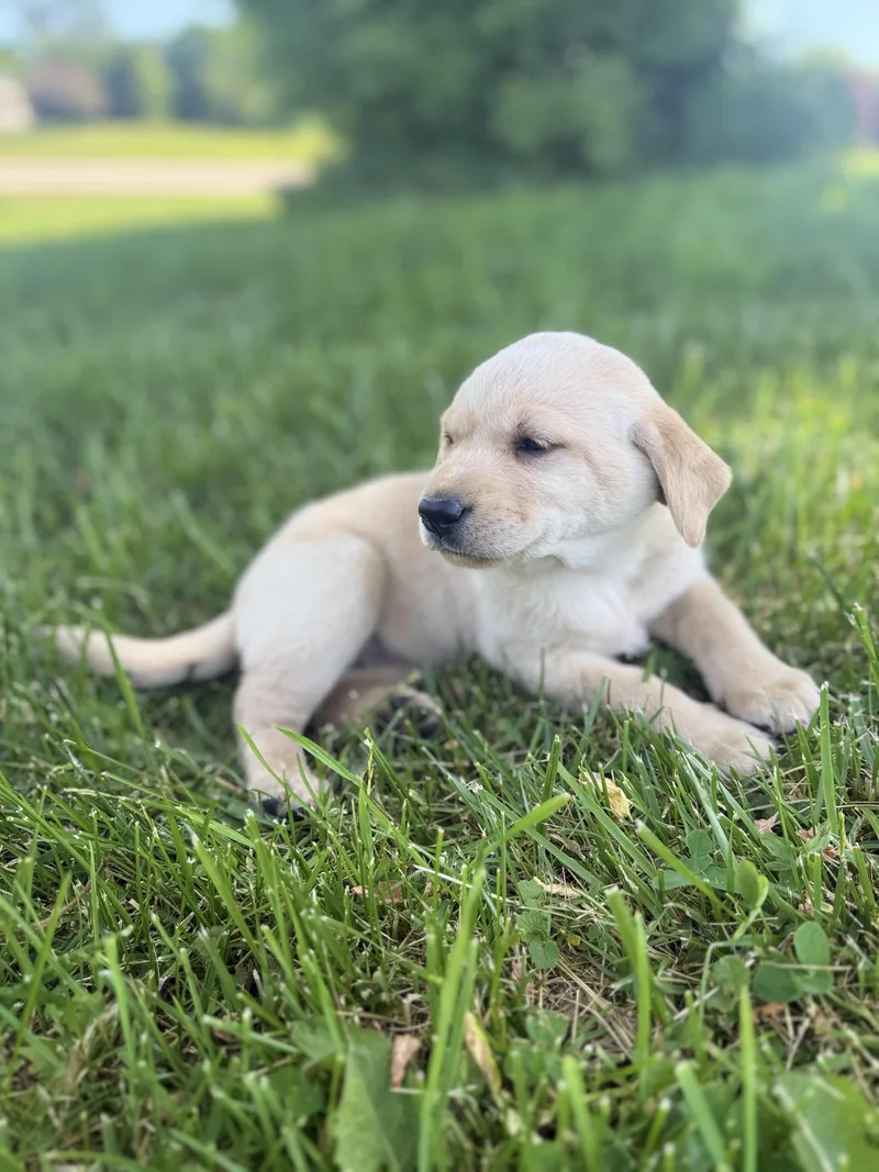 A baby large-sized female Yellow / Tan / Blond / Fawn Labrador Retriever dog named Harper for adoption in Iron Ridge, WI