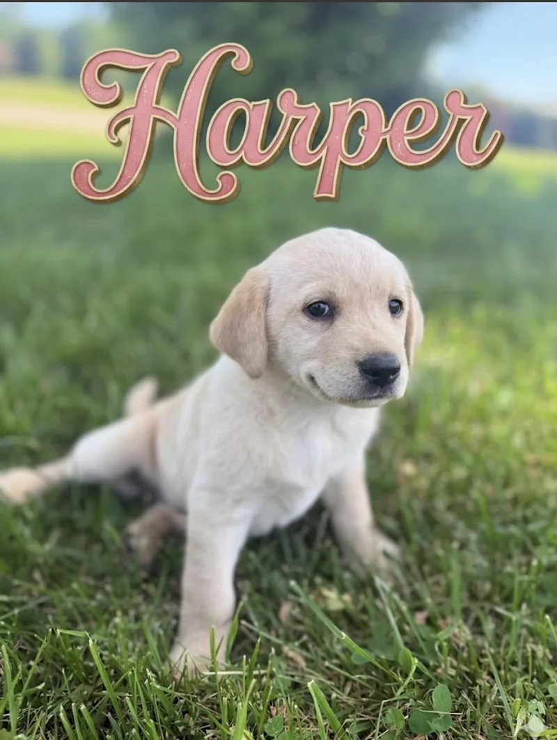 Harper thumbnail 3