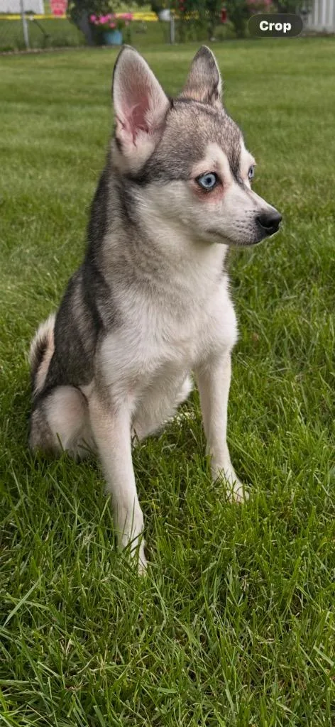 A young small-sized male Pomeranian dog named Freddy for adoption in Valparaiso, IN