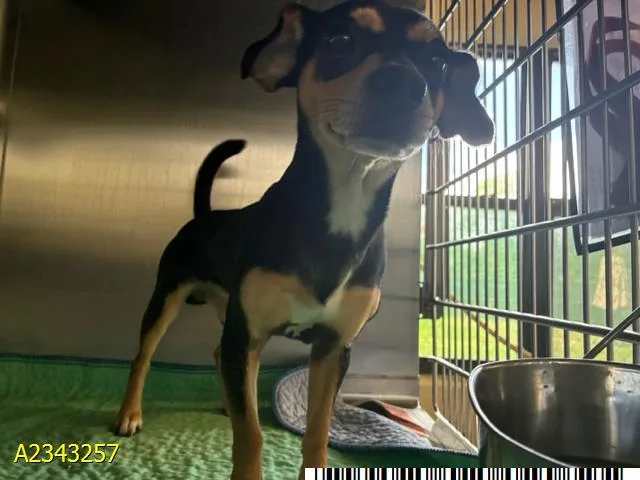 A young medium-sized male Mixed Breed dog named Rocky for adoption in West Palm Beach, FL