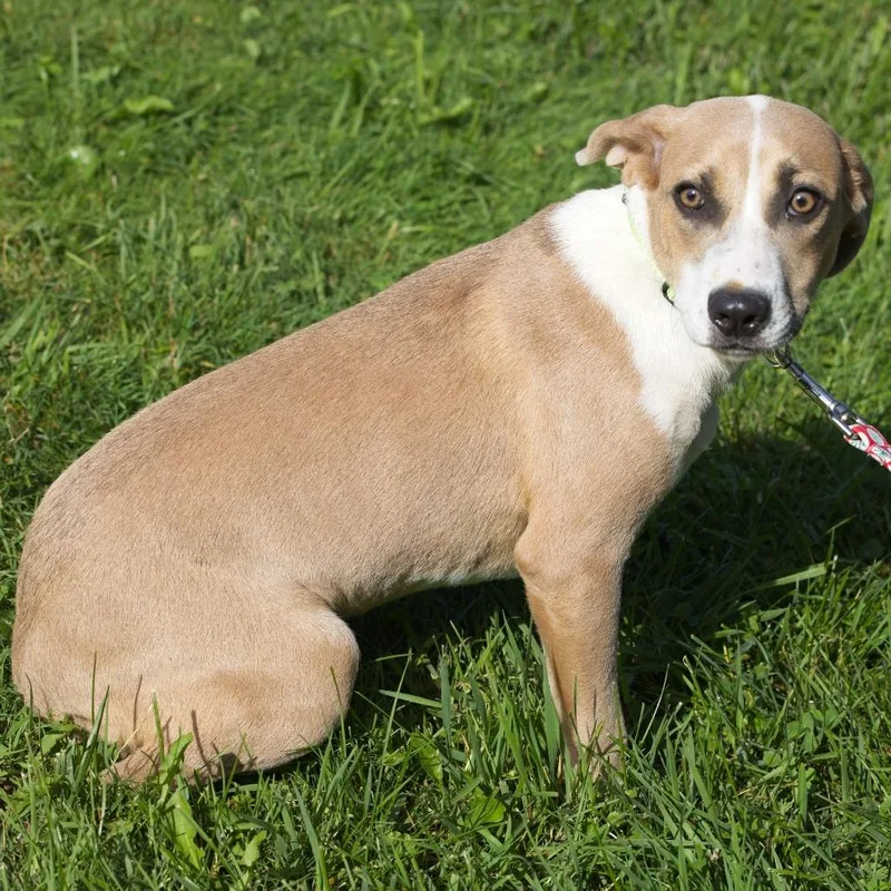 A young medium-sized female Apricot / Beige Weimaraner dog named Pinto for adoption in South Elgin, IL
