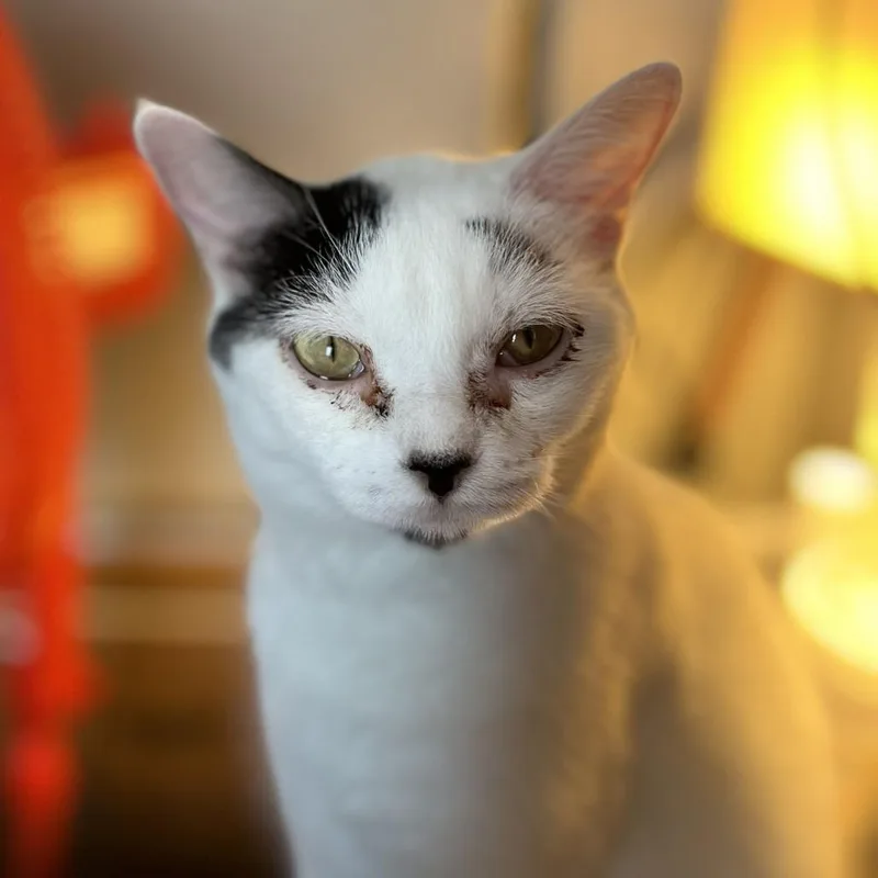 An adult medium-sized female White Domestic Short Hair cat named Luna Faith C for adoption in Princeton, MN