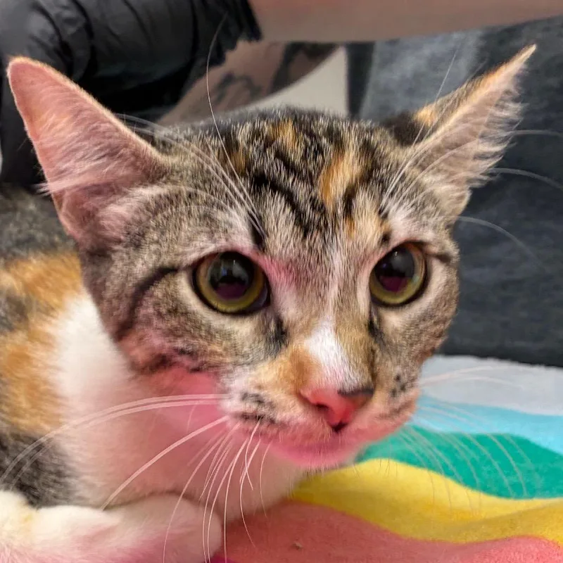 A young medium-sized female Calico Domestic Short Hair cat named Margarita for adoption in Corpus Christi, TX