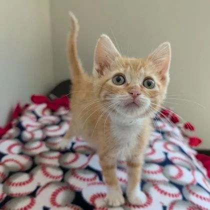 A baby small-sized female Tabby (Orange / Red) Domestic Short Hair cat named Doris for adoption in Rochester, MN