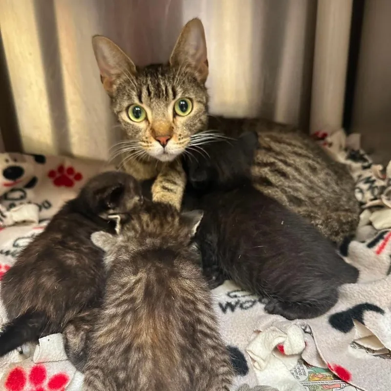 A baby small-sized female Gray / Blue / Silver Domestic Short Hair cat named Sky C for adoption in Princeton, MN