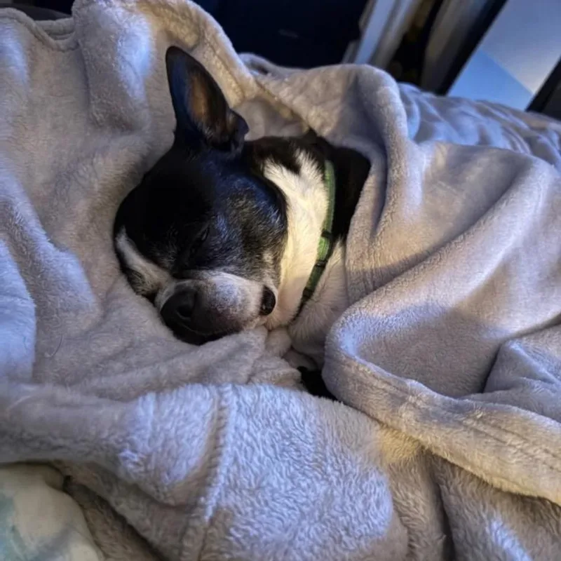A senior small-sized female Black Boston Terrier dog named Shamrock for adoption in Griswold, CT