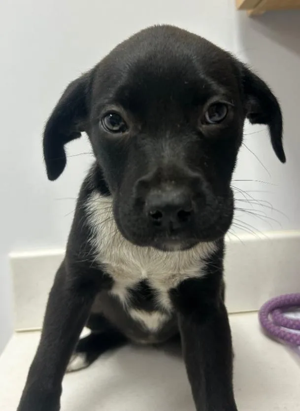 A baby medium-sized female Shepherd dog named May for adoption in Hartsville, SC