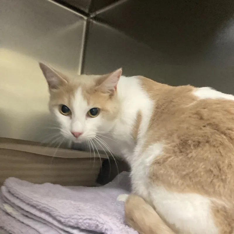 An adult medium-sized male White Domestic Short Hair cat named Henley for adoption in Galveston, TX