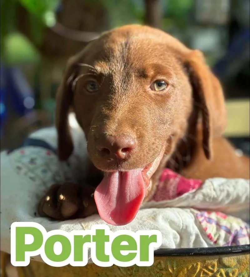 A baby medium-sized male Brown / Chocolate Terrier dog named Porter for adoption in Acworth, GA