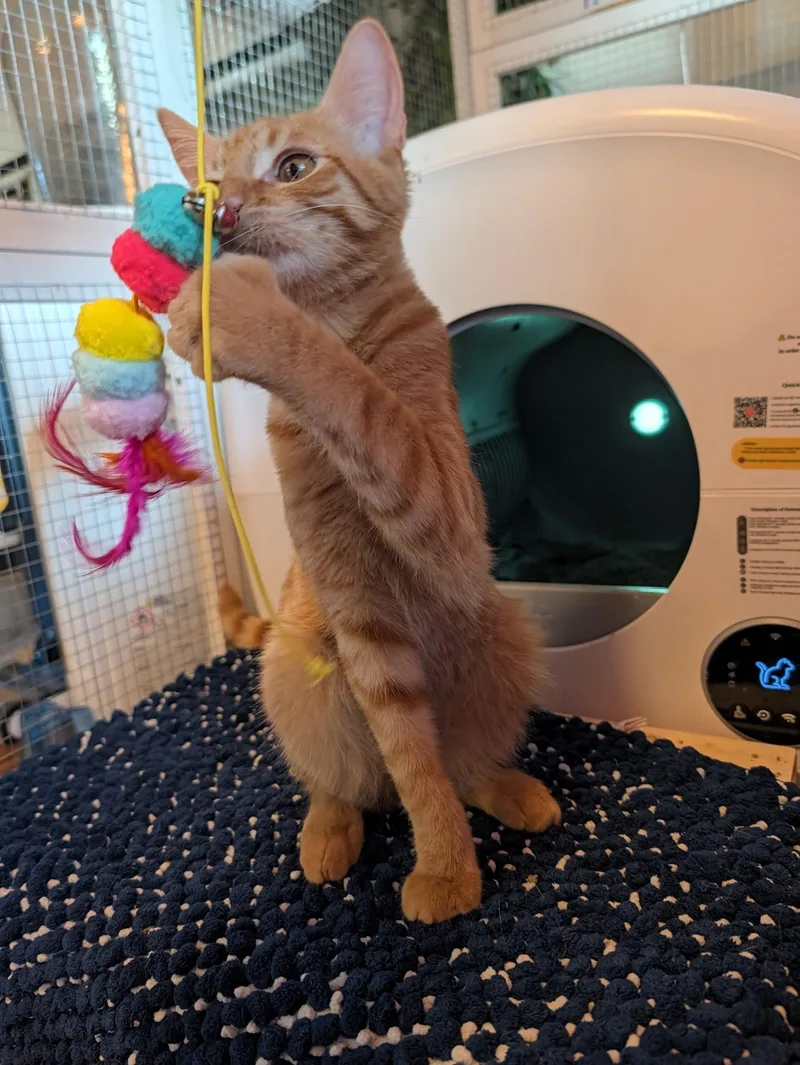 A baby medium-sized male Tabby (Orange / Red) Domestic Short Hair cat named Suave for adoption in Beaverton, OR