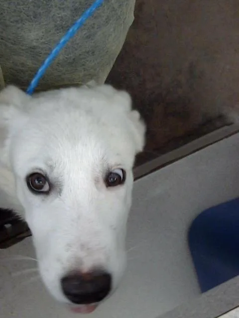 A baby large-sized female Mixed Breed dog named Tofu for adoption in Dallas, TX