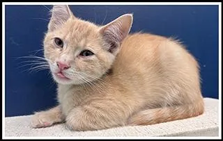 A baby small-sized male Domestic Short Hair cat named Stapler for adoption in Peoria, IL