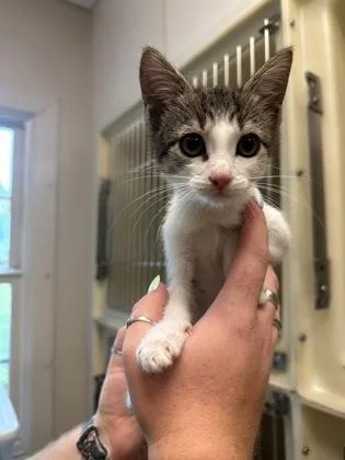 A baby small-sized female Domestic Short Hair cat named Olivia for adoption in King William, VA