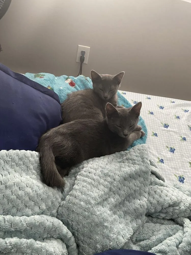 A baby small-sized male Gray / Blue / Silver Domestic Short Hair cat named Arie for adoption in East hartford, CT