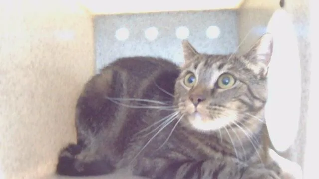 A young medium-sized female Domestic Long Hair cat named Cutie for adoption in Gardena, CA