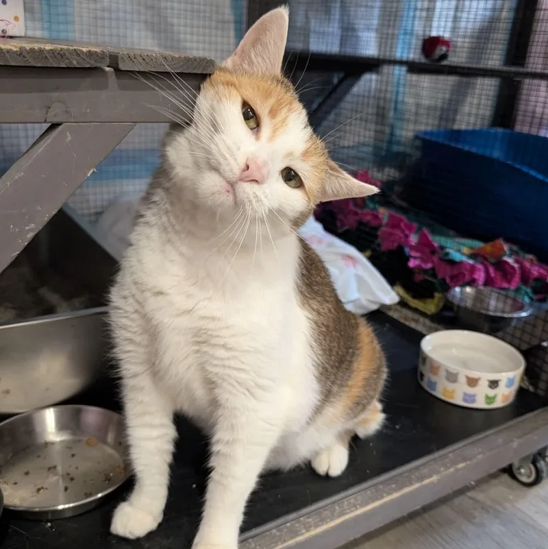 An adult medium-sized male Tabby (Buff / Tan / Fawn) Domestic Short Hair cat named Cocoa and YumYum for adoption in Washington, PA