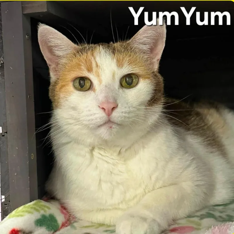Cocoa and YumYum thumbnail 2