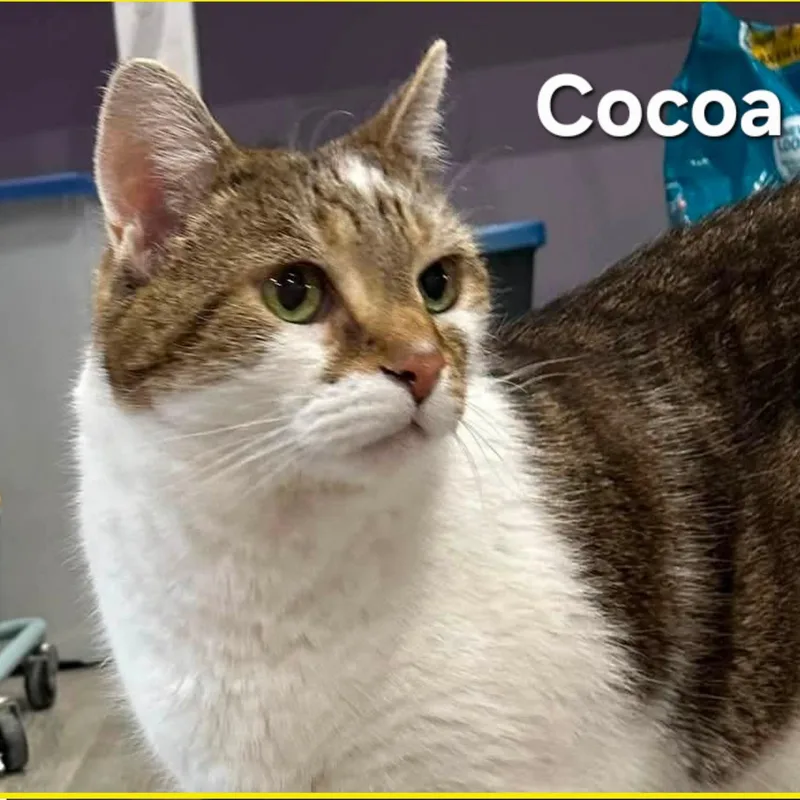 Cocoa and YumYum thumbnail 3
