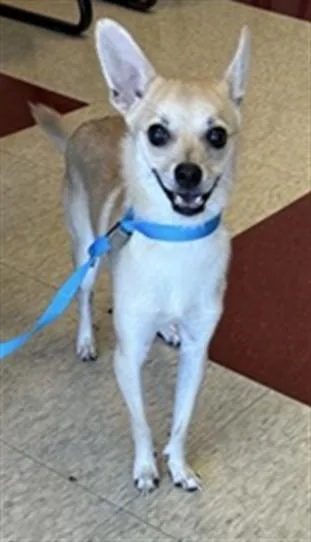 A young small-sized male Chihuahua dog named Jet A for adoption in Plano, TX