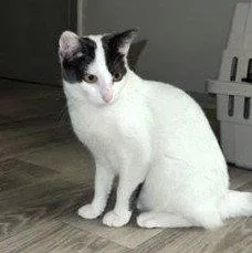 A young medium-sized female Gray & White Domestic Short Hair cat named Doughnut for adoption in St. Cloud, FL