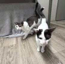 Doughnut thumbnail 2