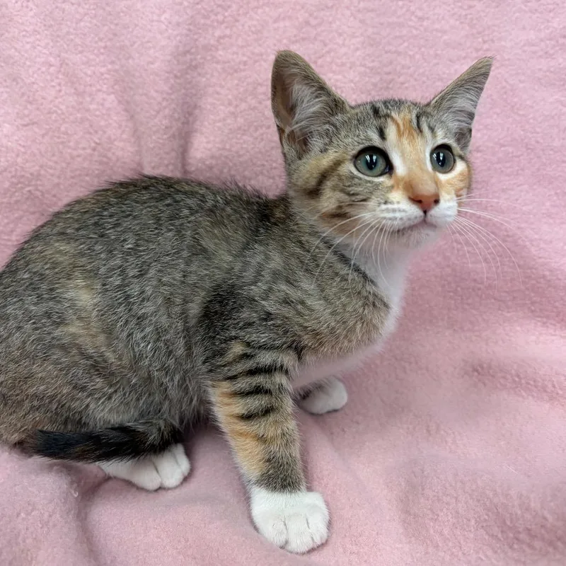 A baby small-sized female Torbie Domestic Short Hair cat named Nonny for adoption in West Point, MS